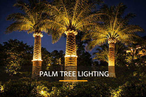 Palm tree lighting with LED landscape lights illuminating palm trees in outdoor landscape project