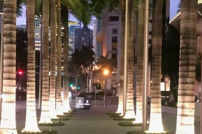 Palm tree ring lighting project installed in outdoor commercial landscape