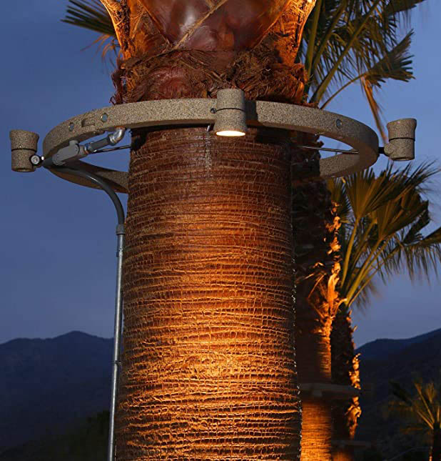 Palm Tree Uplighting Effect with Ground Lights Palm tree lighting using ground uplights showing uneven illumination and shadows