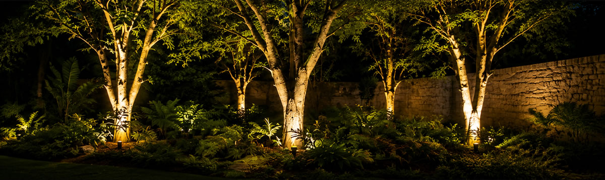 Landscape tree uplighting project with warm white LED outdoor lights